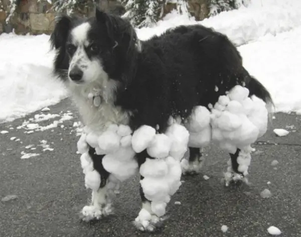 Snow Dog